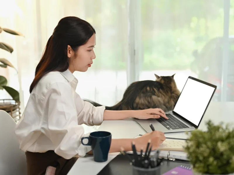 Une femme qui travaille depuis un bureau à côté d'un chat